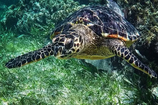 Snorkeler geared up with mask, fins and rash guard for a Cancun snorkeling tour at Puerto Morelos reef